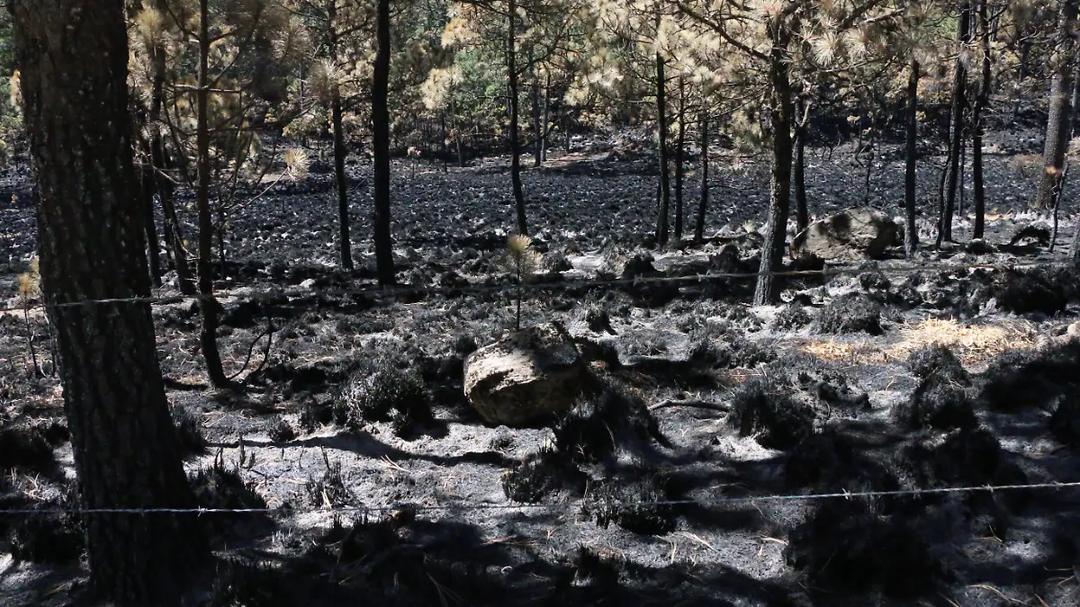 Incendios forestales 