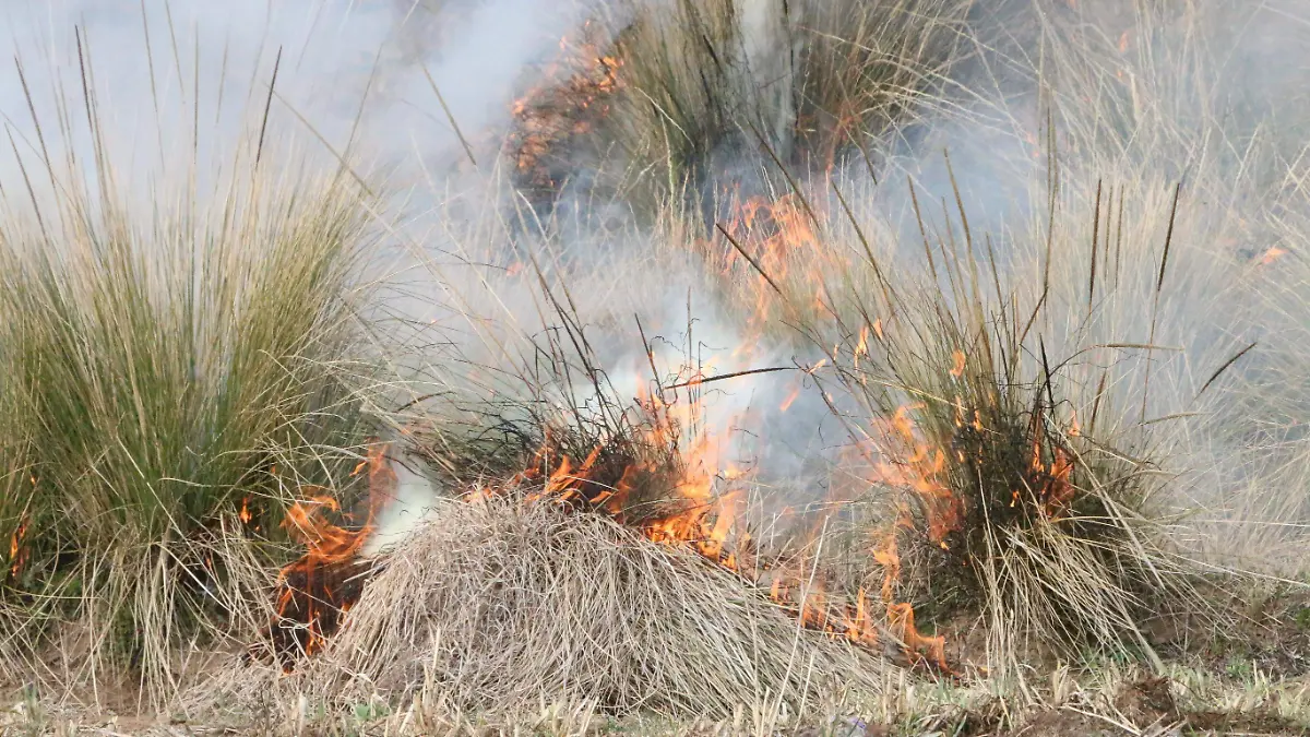 Incendios forestales 