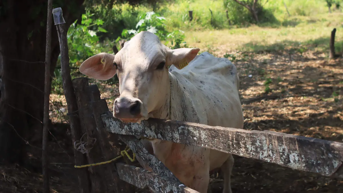 Ganado Vacas (1)