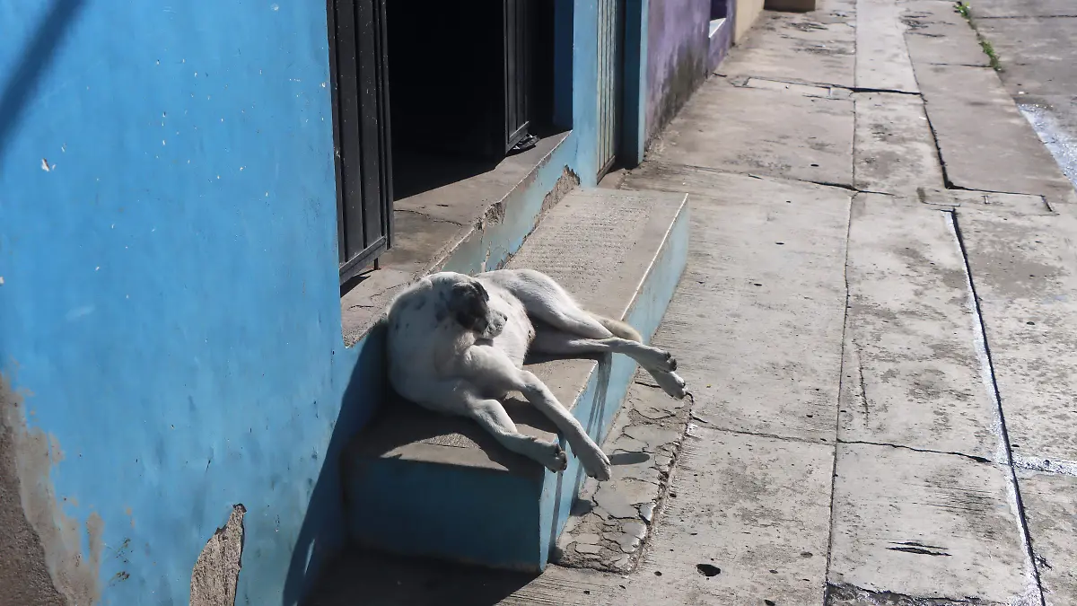 perros (2)