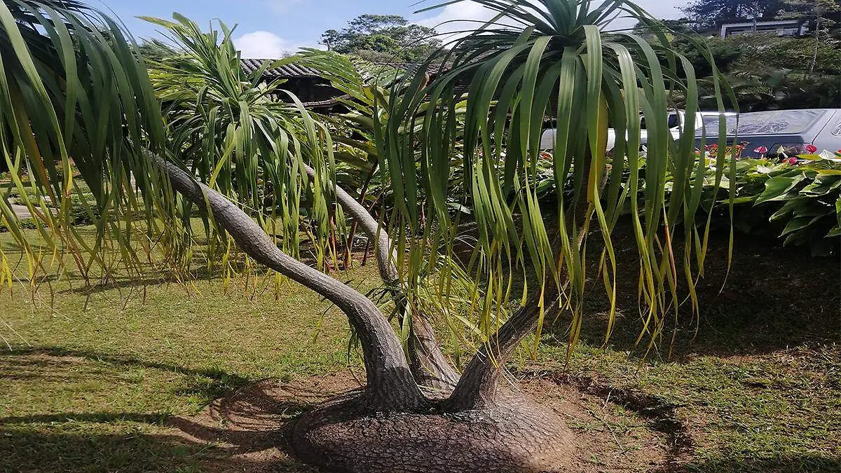 Planta pata de elefante