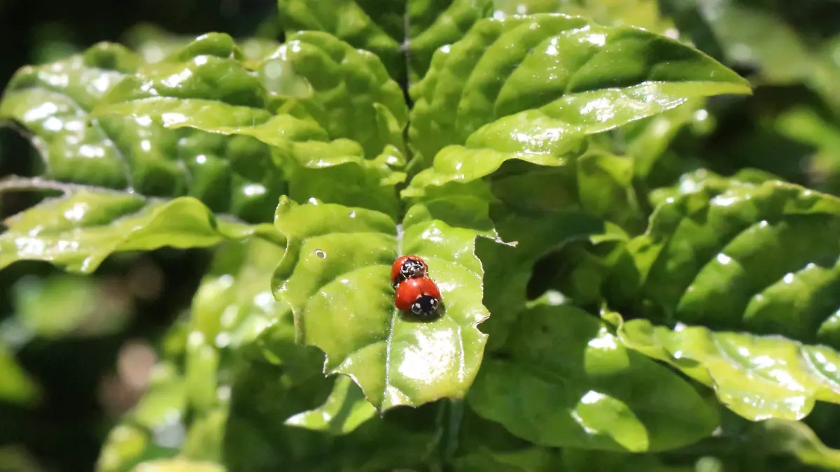 Animales | Medio ambiente 