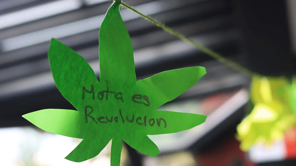 cannabis marihuana mariguana (18)