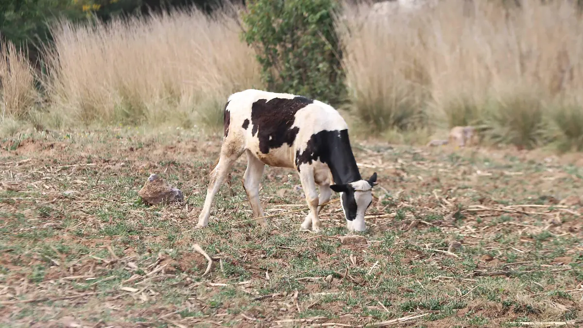 vacas en campo (2)