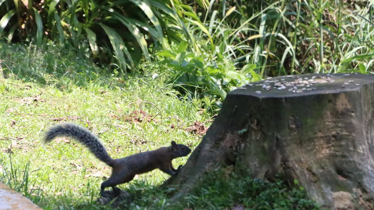 Cerro de Macuiltépetl | ANP