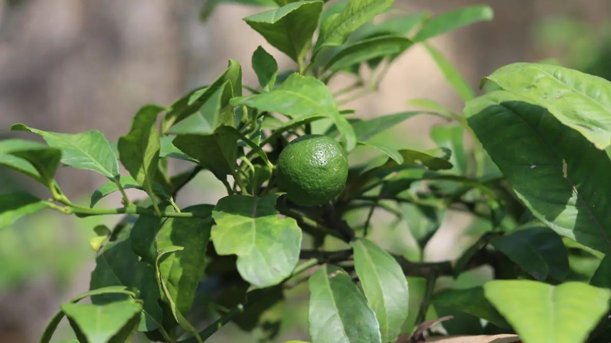 Limon-citrico-ricardo (1)