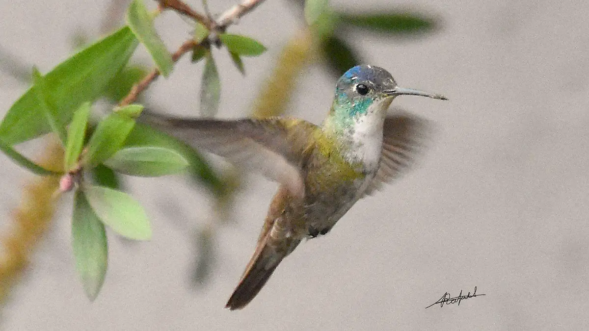 Colibrí