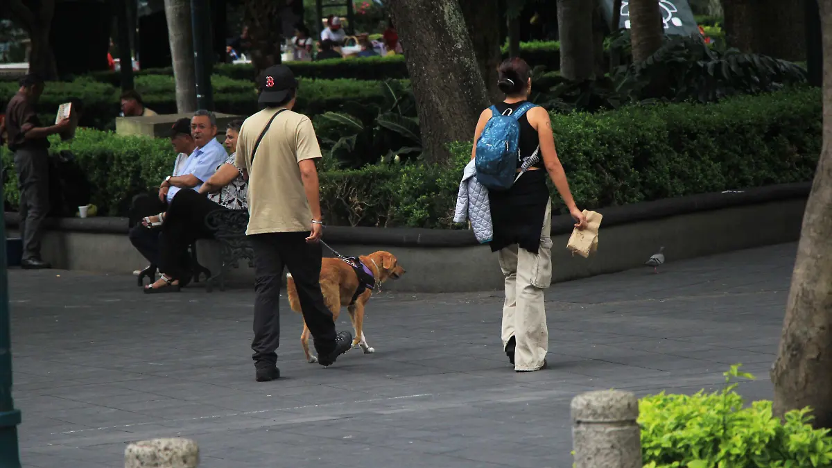 mascota
