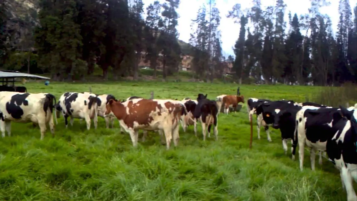 Ganado | Gusano barrenador