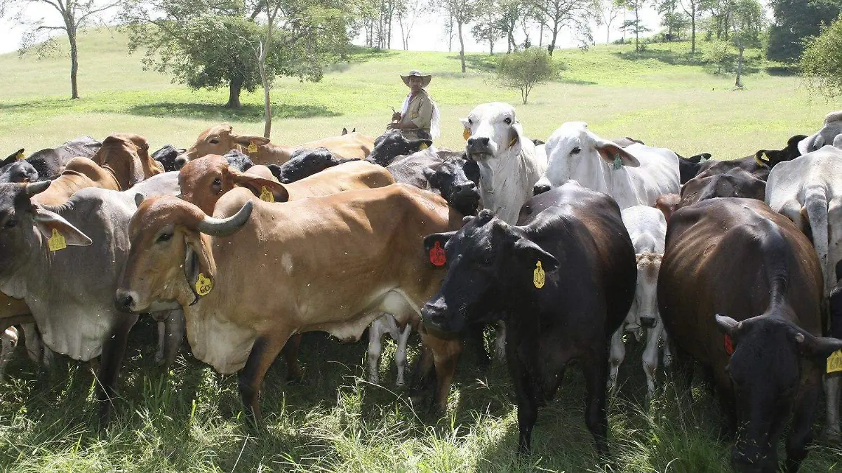 Ganado | Gusano barrenador