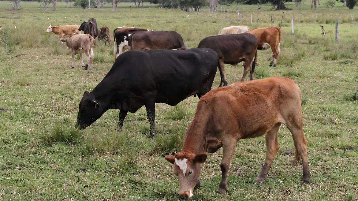 Ganado | Gusano barrenador