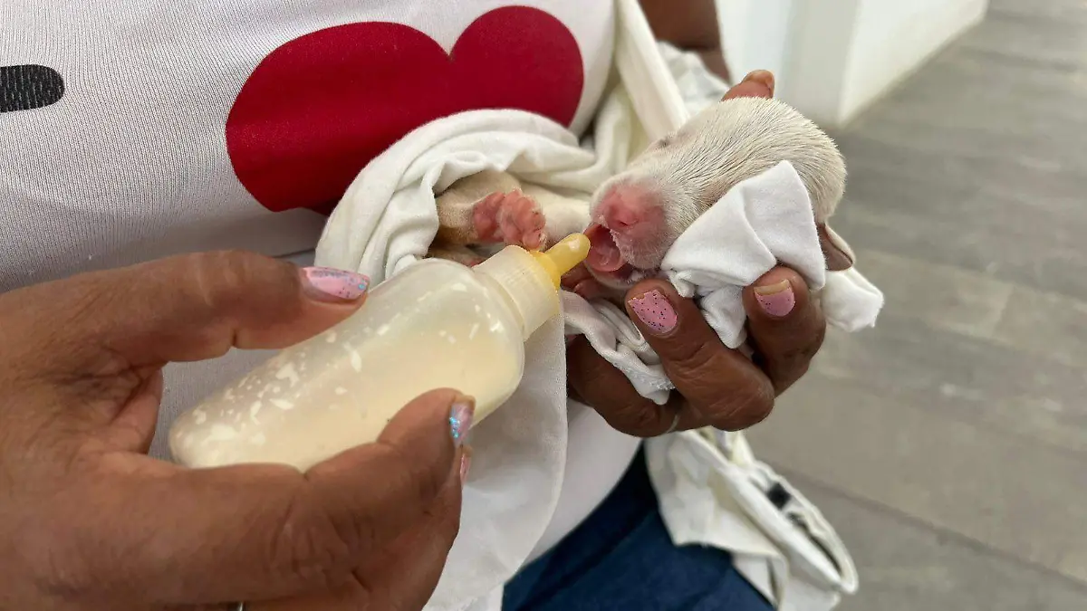Nacen 10 cachorritos de “Teresa” y “Danilo”, pareja de perritos que viven en el Mercado de Artesanías de Veracruz