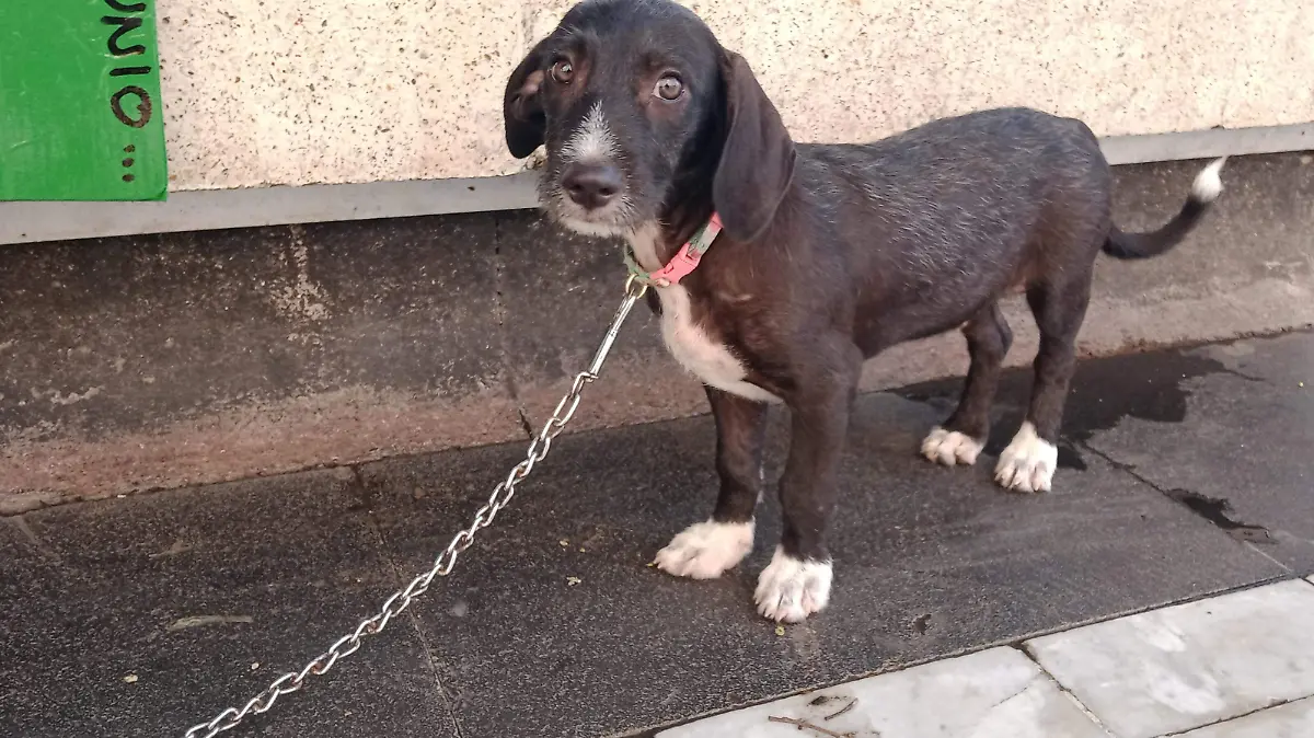 Veterinario comenta sobre el paseo de las mascotas