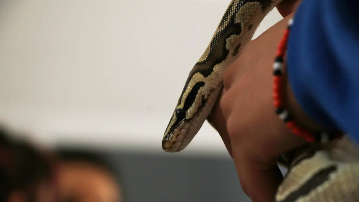 animales (39)