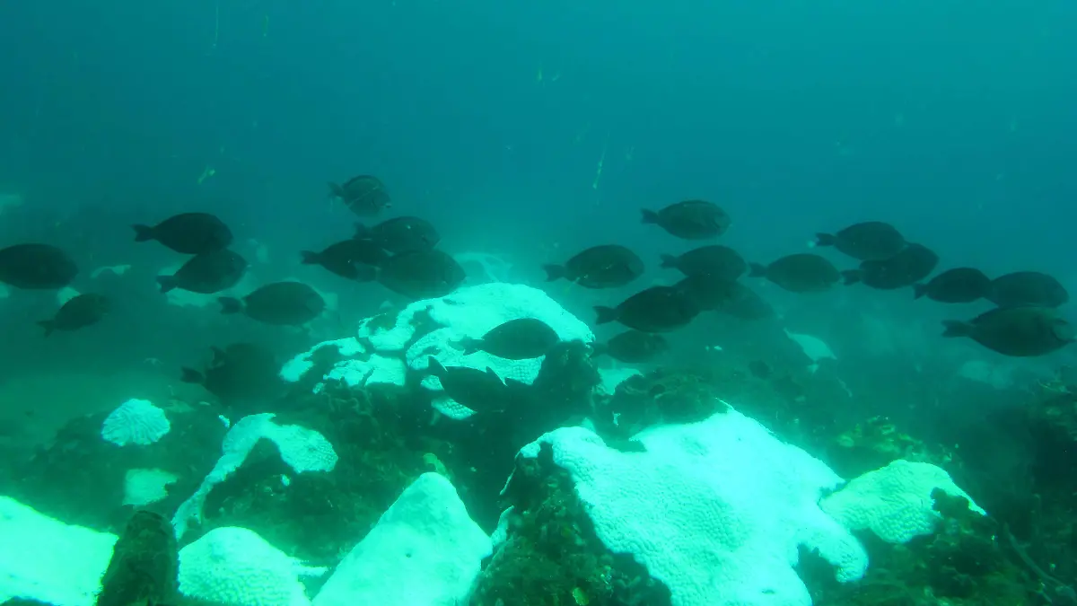 Blanqueamiento coral (3)