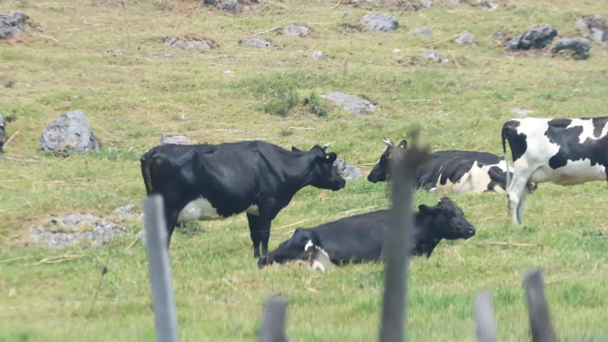 ganado vacas (1)