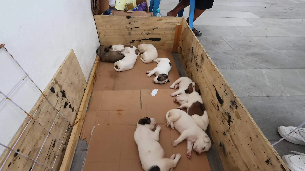 perritos (3)