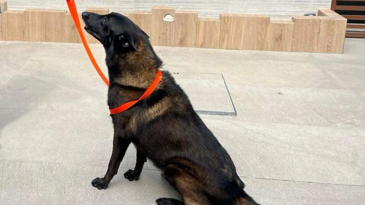 Golpe de calor en mascotas