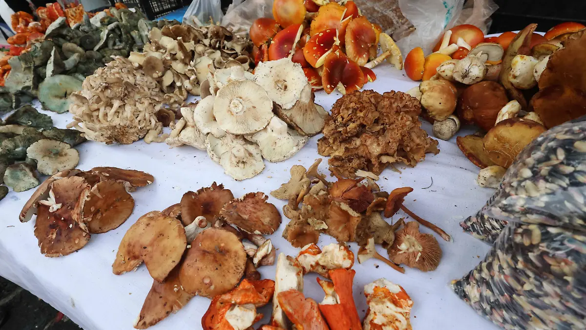 hongos setas (33)