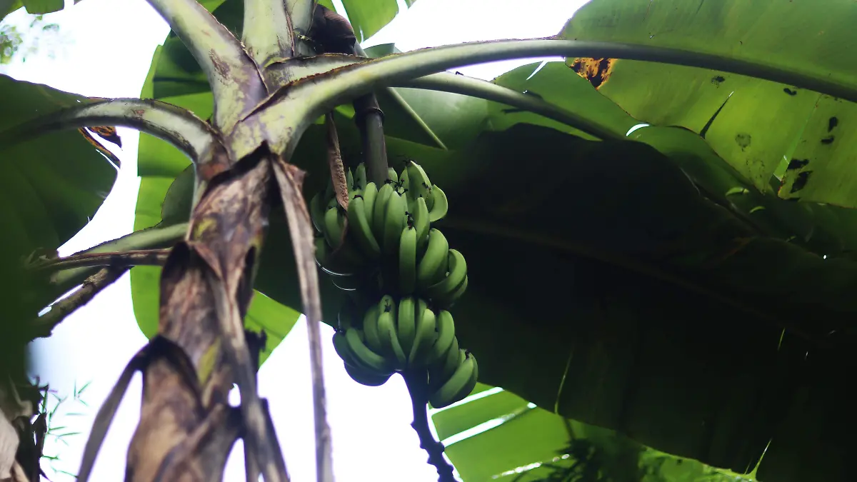 platanos (16)