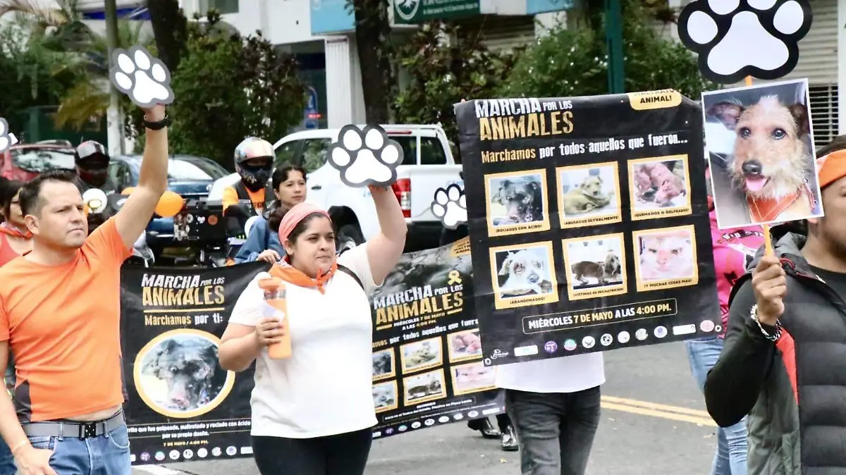 En el marco del Día Internacional del Perro Callejero activistas marchan para pedir un alto al maltrato animal  en Xalapa   