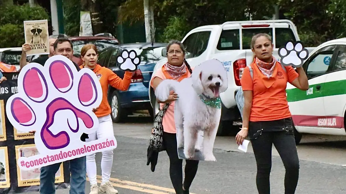 En el marco del Día Internacional del Perro Callejero activistas marchan para pedir un alto al maltrato animal  en Xalapa   