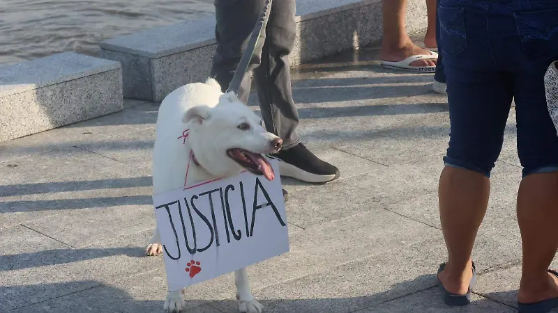 Marcha por derechos de los perros
