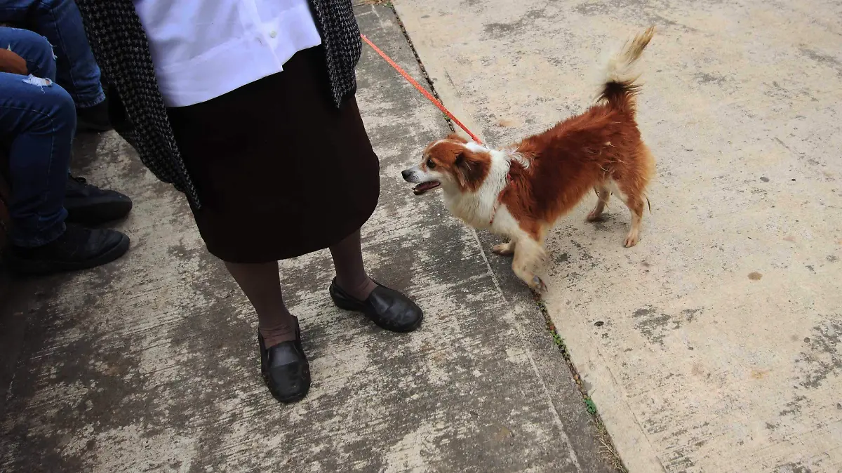Perros (1)