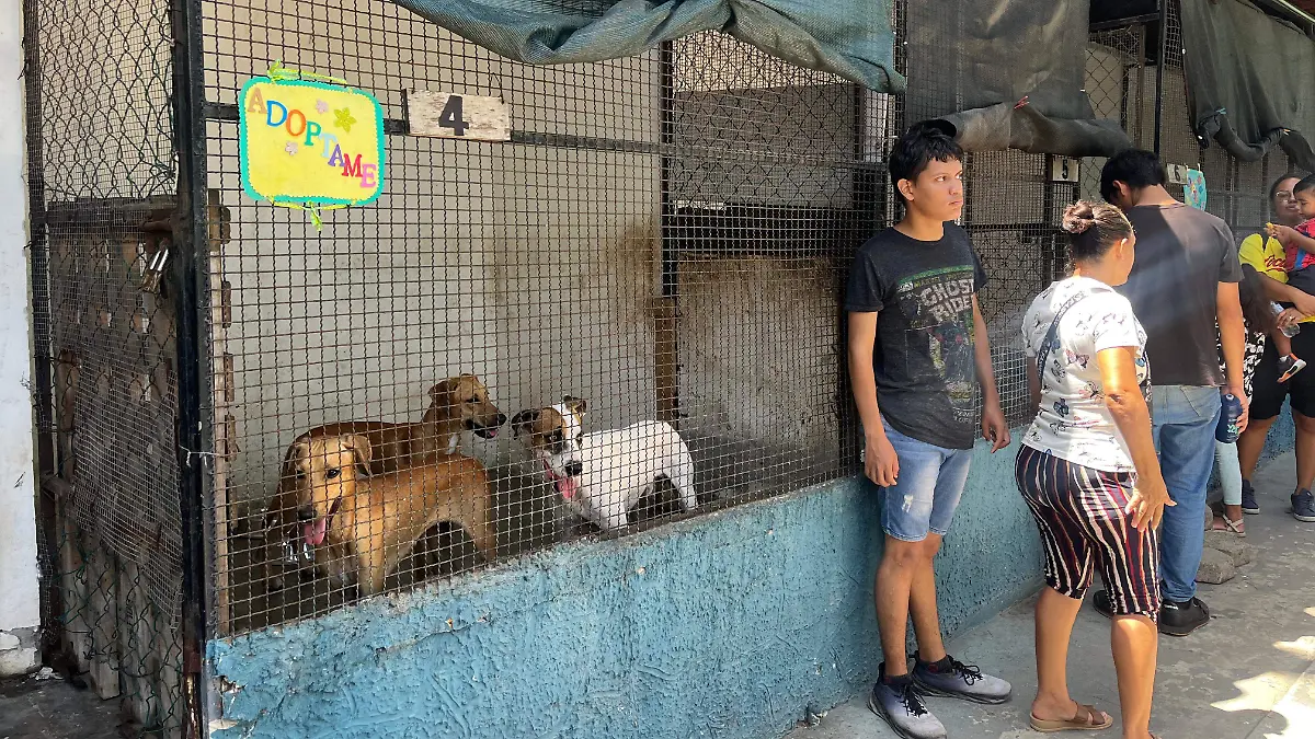 Expo adopta (2)