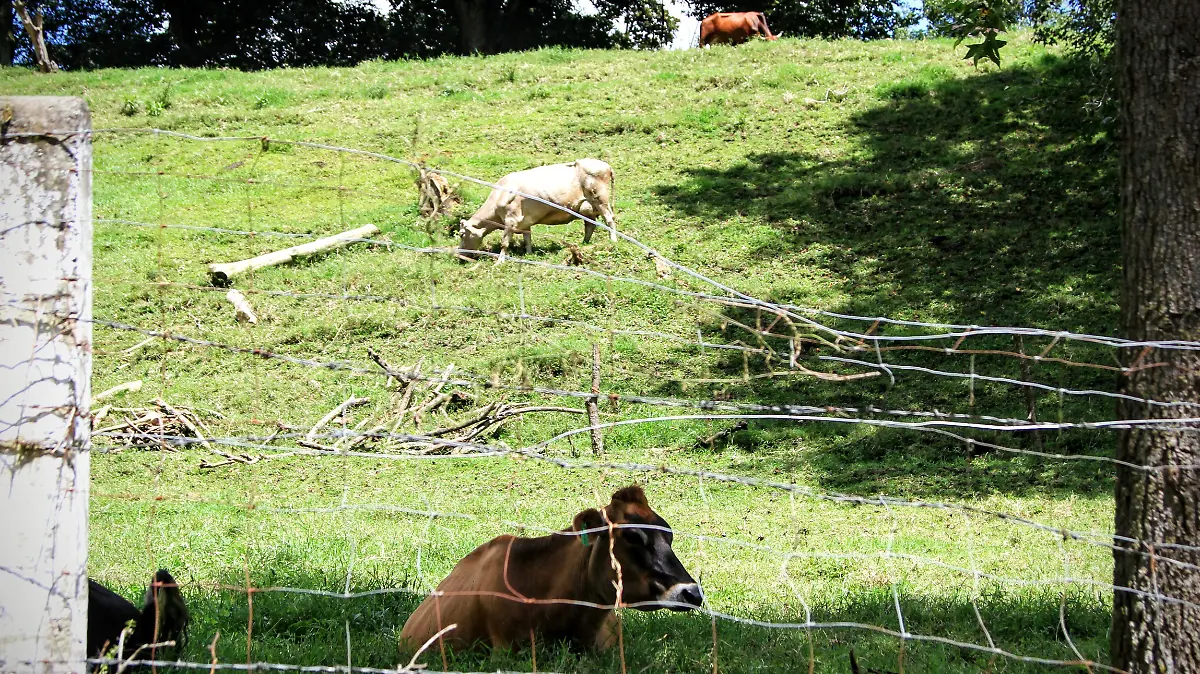 RENE-Vacas-1