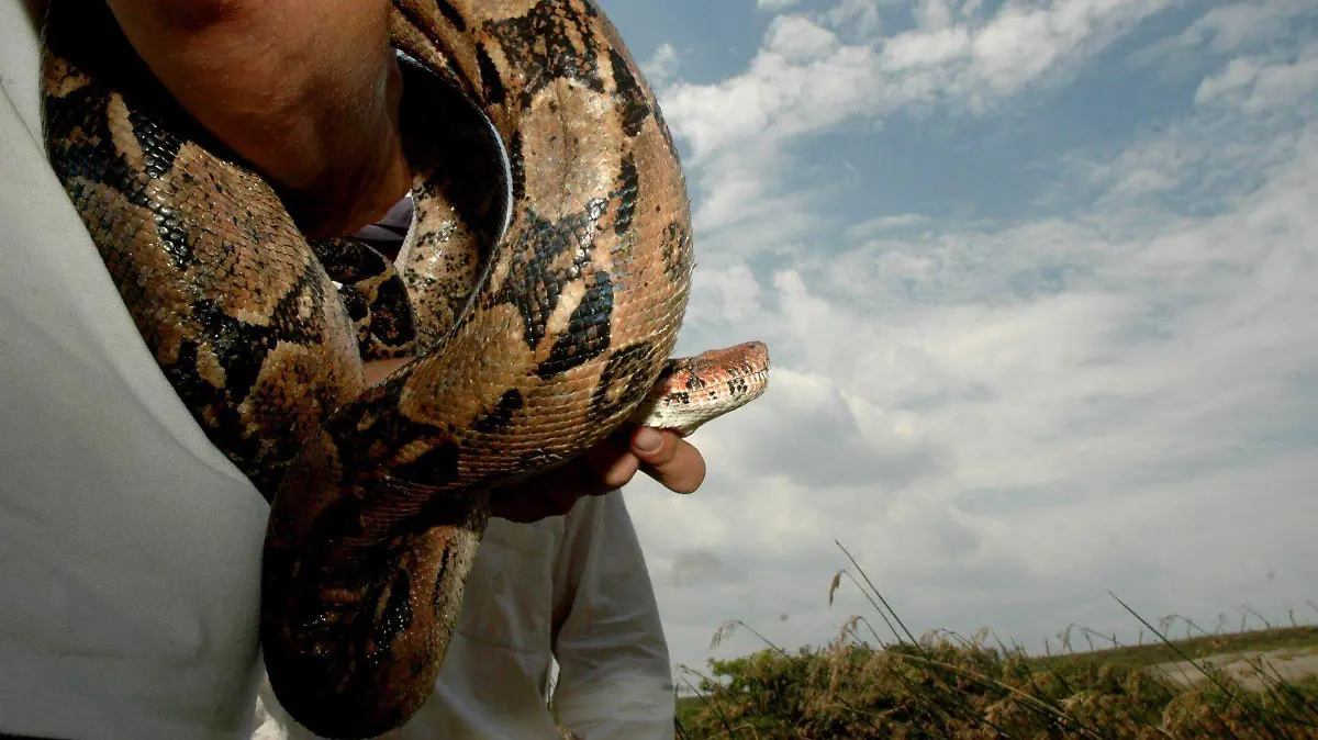 184563_Especies Liberadas Vibora Tortuga_web