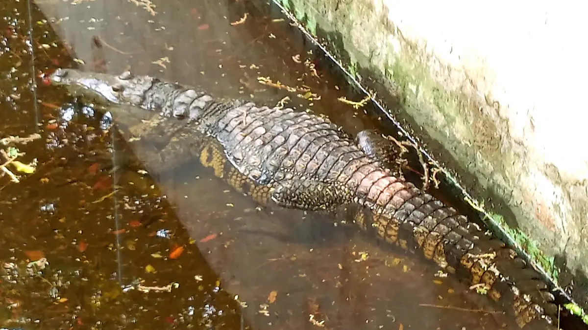 Cocodrilo