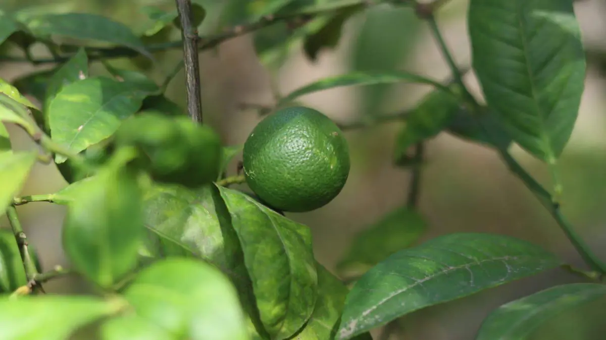 Limon-citrico-ricardo (2)
