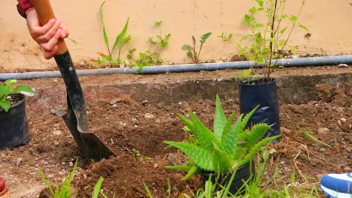 david- Huerto Urbanos_1449