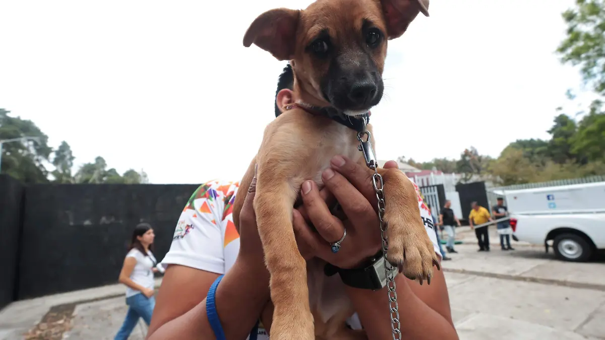 Paraizoo, cementerio y crematorio de mascotas