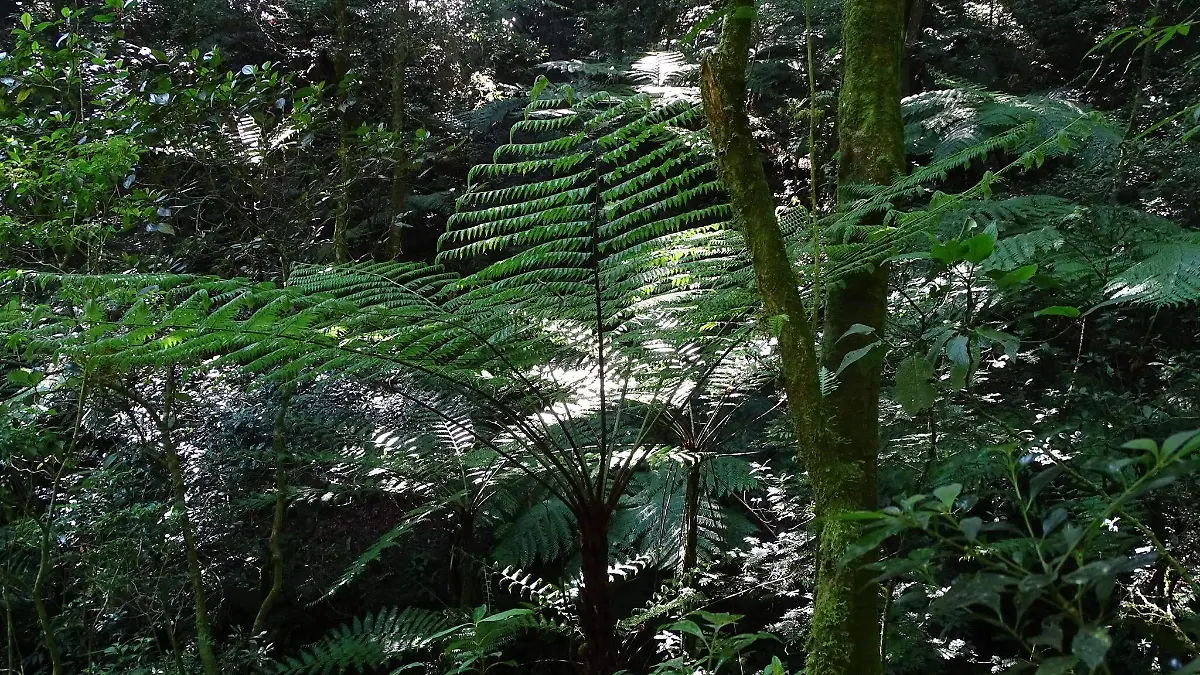 Helechos arborescentes
