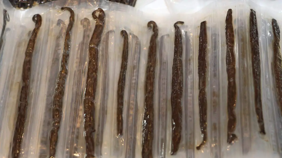 Vainillero de Zozocolco 