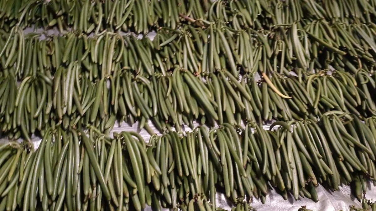 Vainillero de Zozocolco 