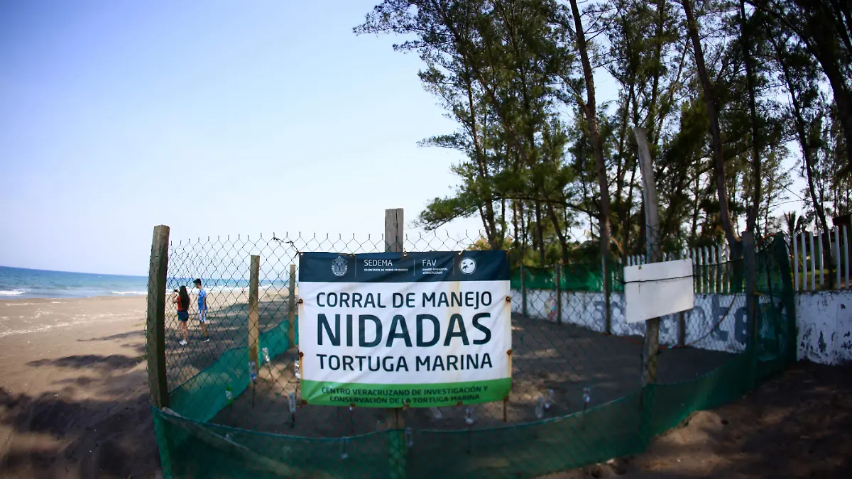 RENE-TORTUGAS