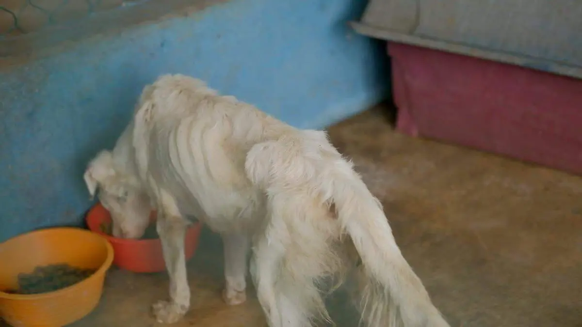 En resguardo perros en pésimas condiciones del albergue la Roca