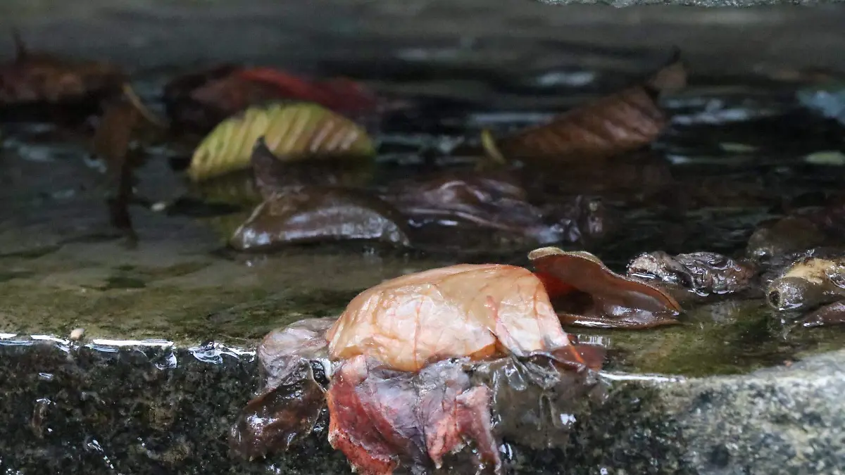 david- Manantiales en Xalapa