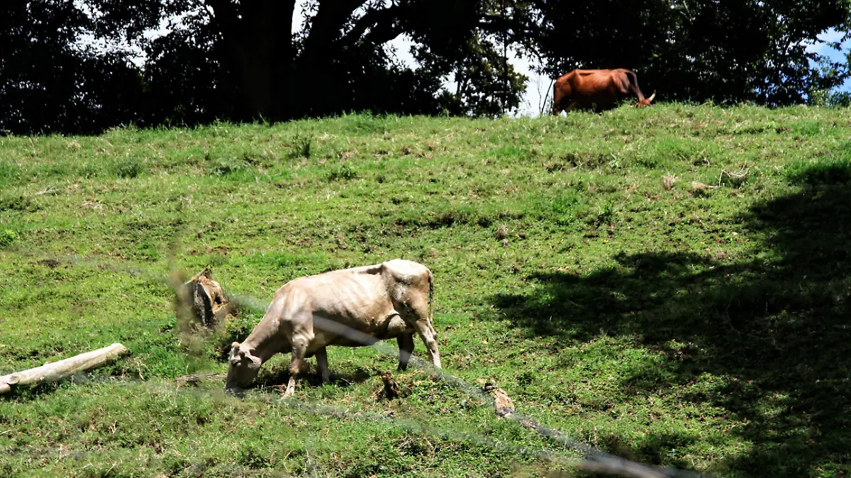RENE-Vacas