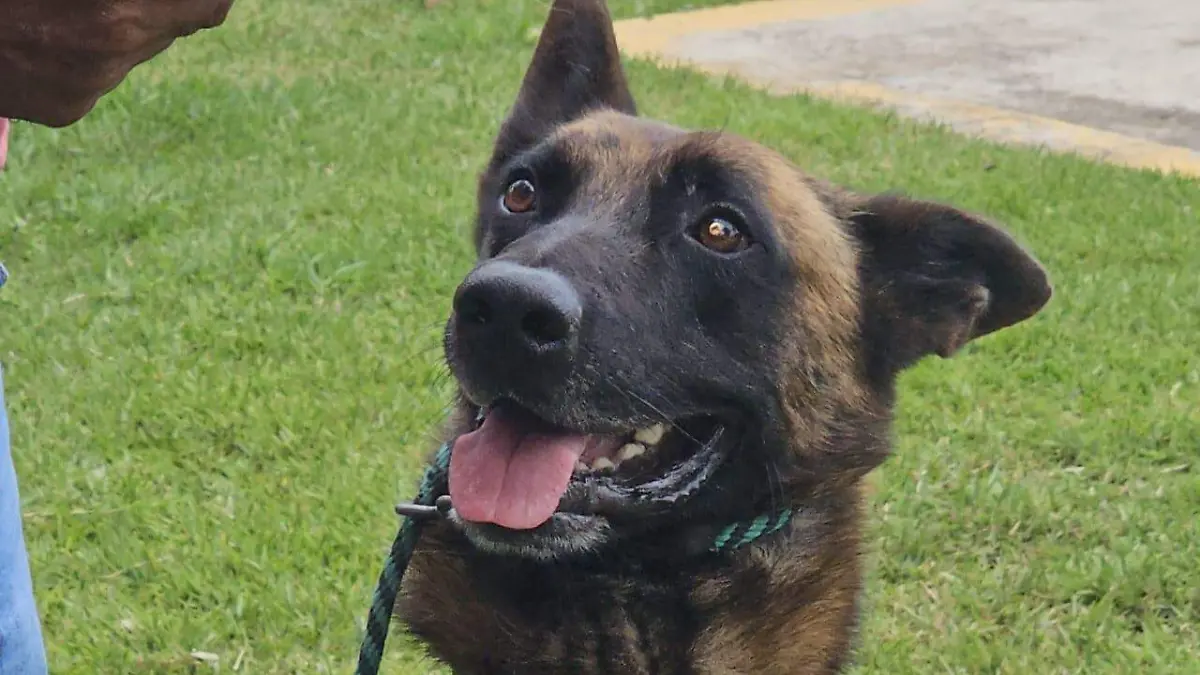 Escuela de Adiestramiento Canino “Nocralan”