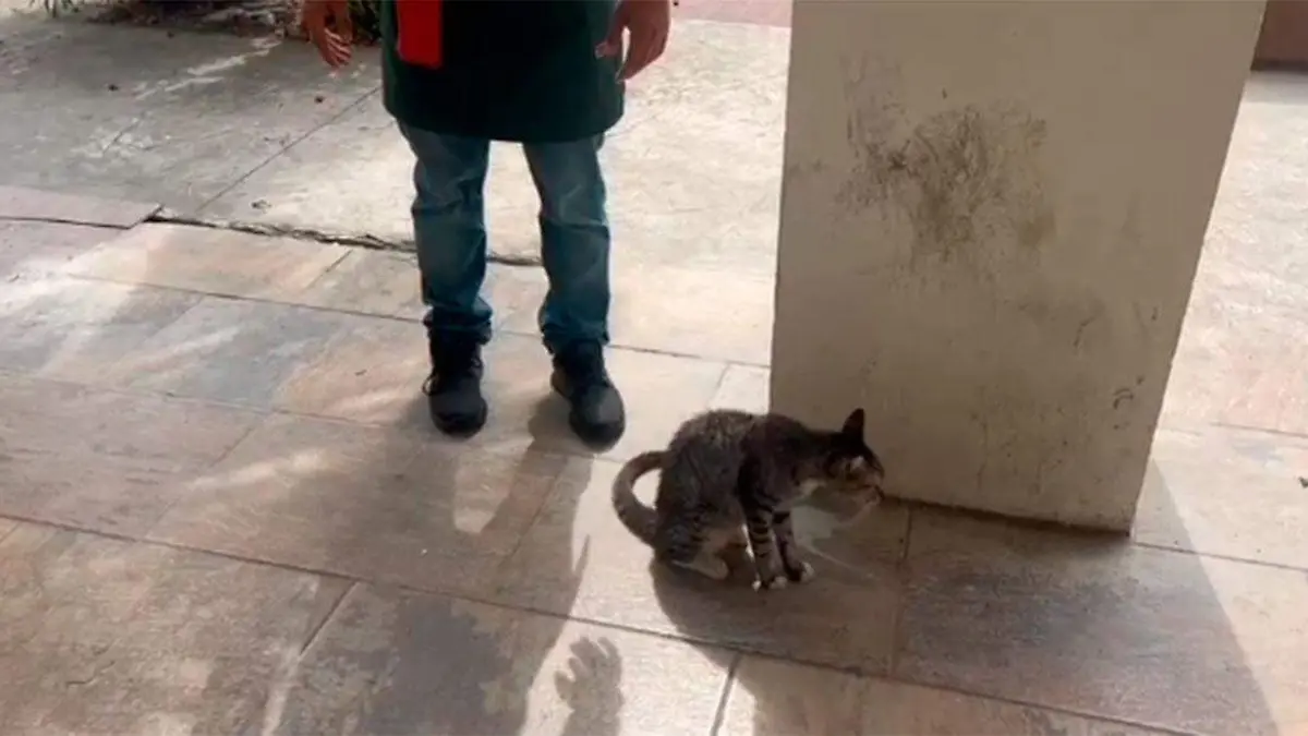 Gatos2