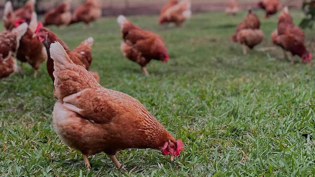 Huevo de libre pastoreo