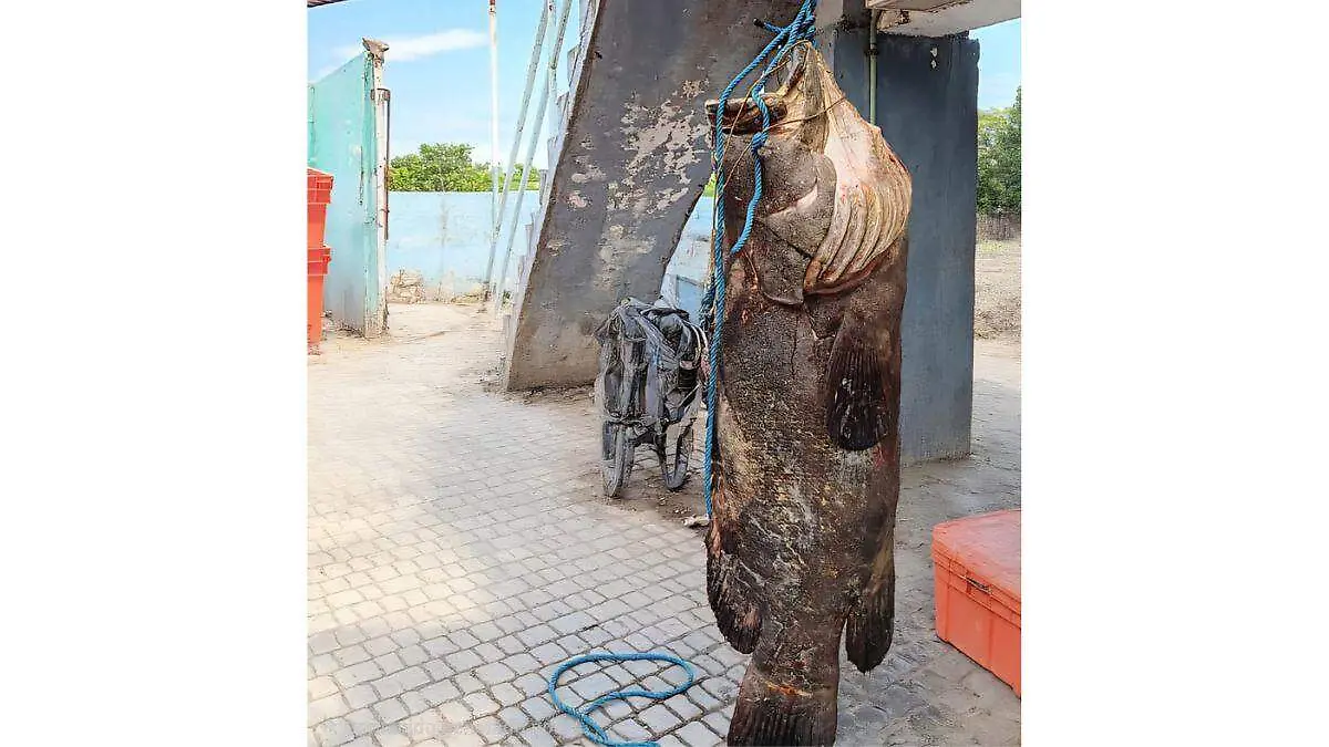 Mero gigante capturado en Las Higueras, Veracruz