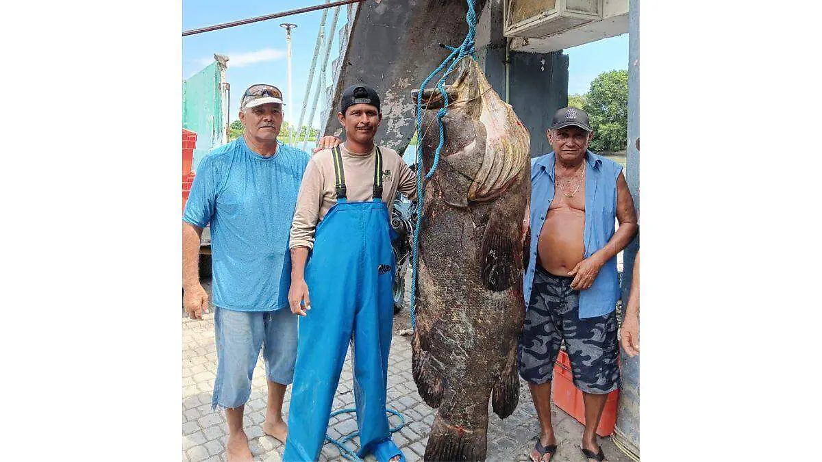 Mero gigante de 115 kilos fue capturado por pescadores Las Higueras, Veracruz