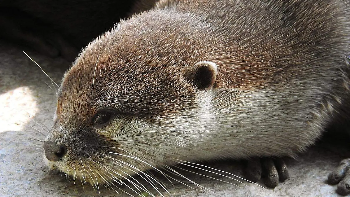 otter-7427340_1280