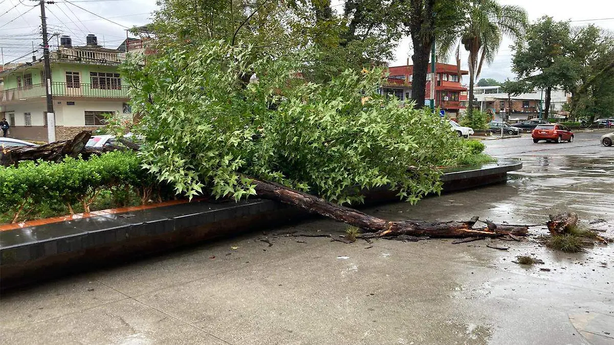 Caída de árbol en la zona de Los Lagos
