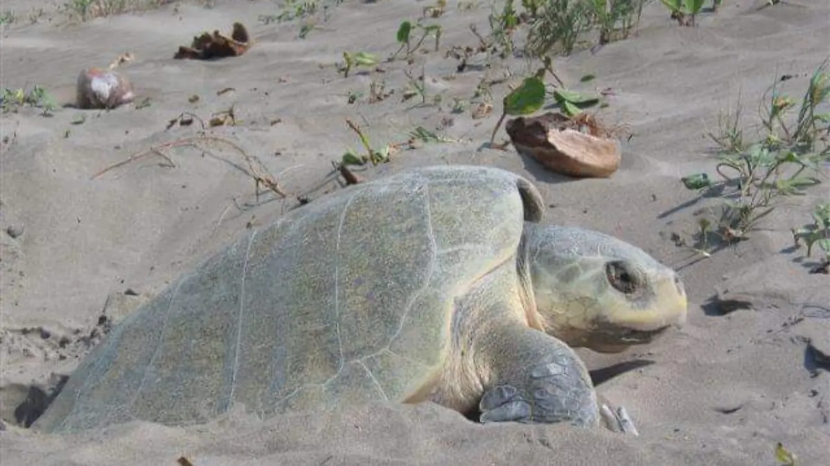 David Tortugas 2
